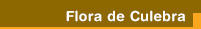 Flora de Culebra